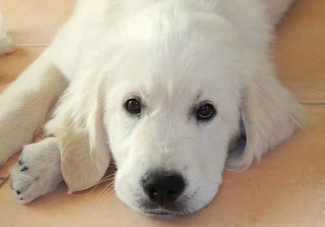 classic pyjama - golden