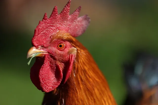 Benedict the Chicken (last one)