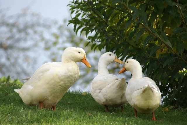 Elvis the Duck | White