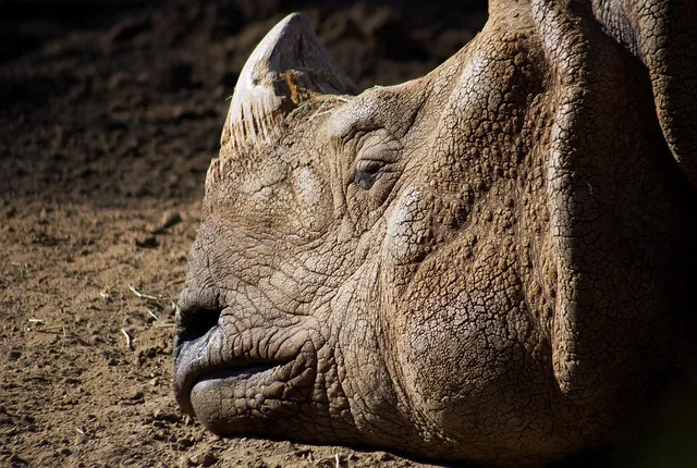 RHINO - GREY