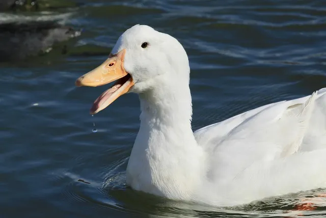 Elvis the Duck | White