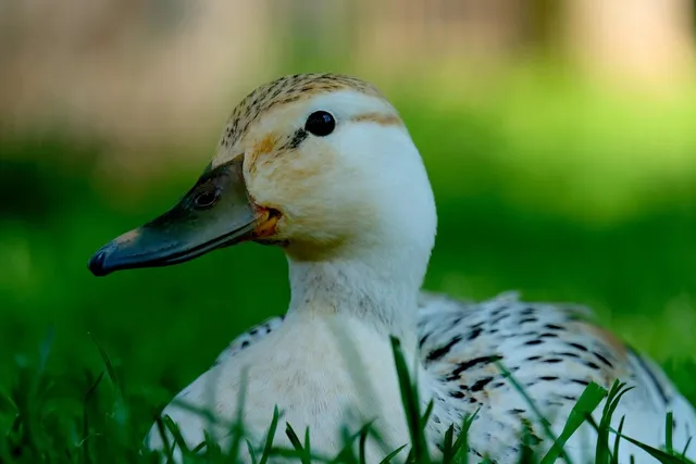 Elvis the Duck | White