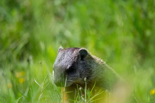 Drinking Cups | Woodchuck