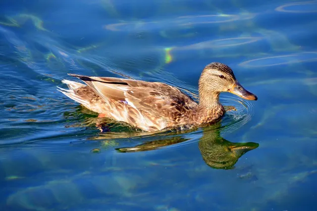 Elvis the Duck | mint