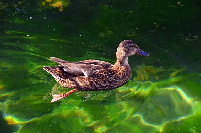Elvis the Duck | White