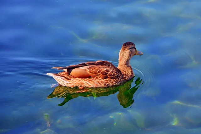 Elvis the Duck | nude