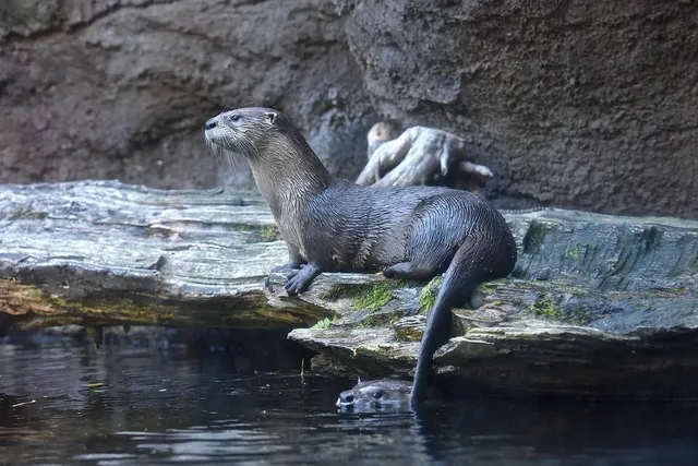 BOOTIES | OTTER