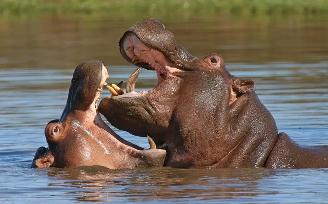 HIPPO - DUSTY