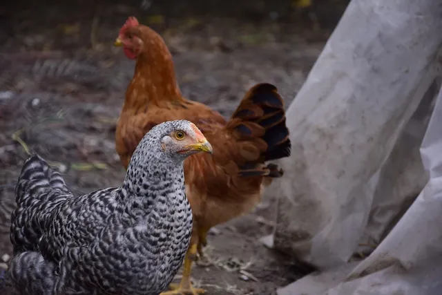 Benedict the Chicken