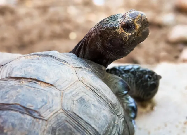 Sustainable Sunnies | Turtle