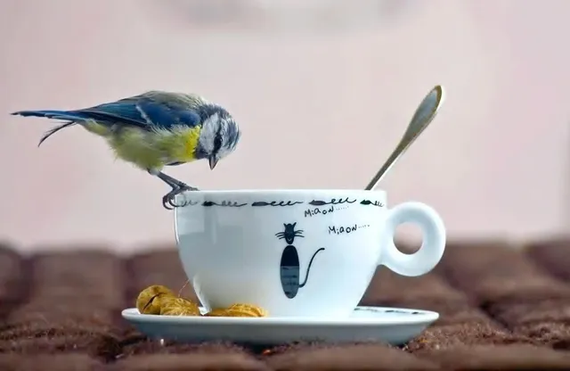 Drinking Cups | Cloud