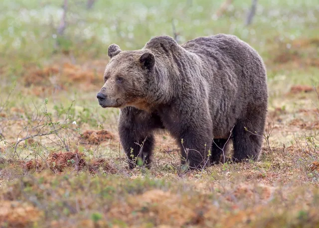 Tweedy Bear | Grenadine (last one)