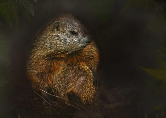 Round Bowls | Woodchuck