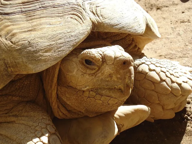 Sustainable Sunnies | Turtle