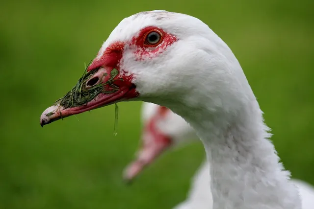 Elvis the Duck | White