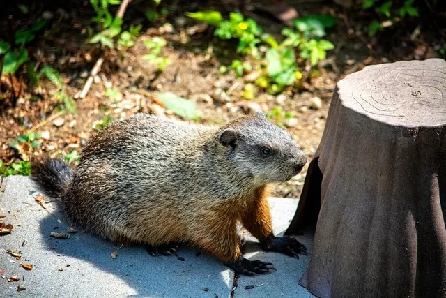 Round Bowls | Woodchuck