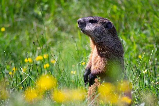 Round Bowls | Woodchuck