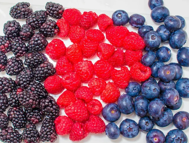 Tweedy Bear | Blueberry (last one)