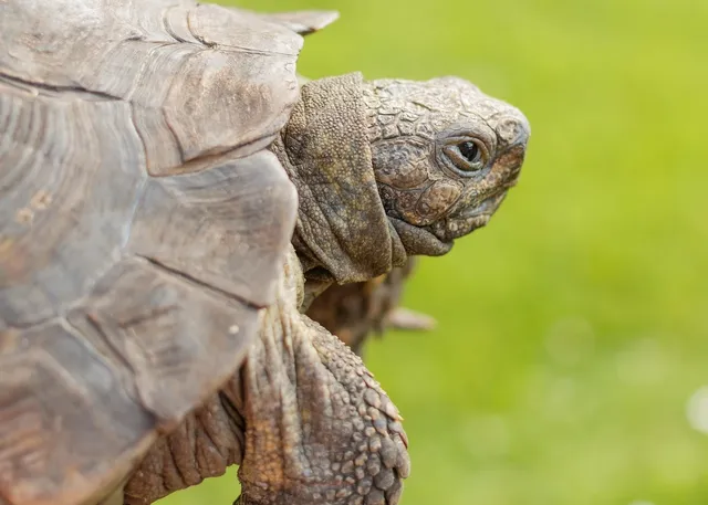 Sustainable Sunnies | Turtle