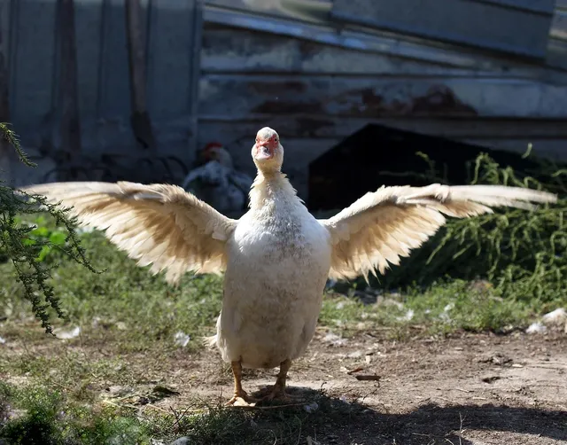 Elvis the Duck | White