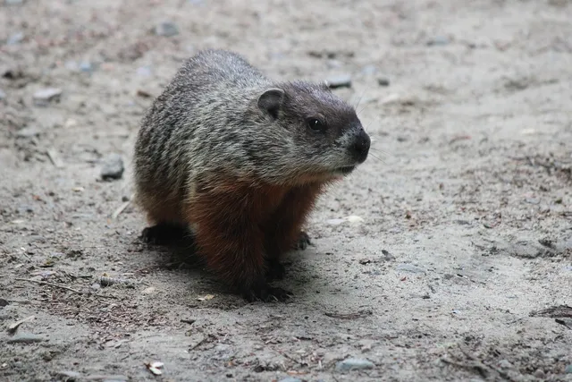 Drinking Cups | Woodchuck