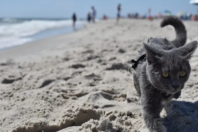 Kitten - Sand