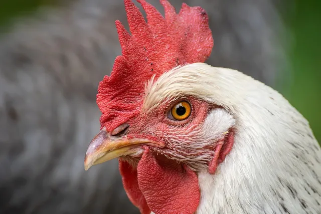 Benedict the Chicken (last one)