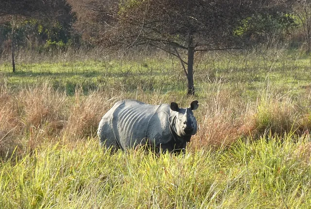 RHINO - GREY