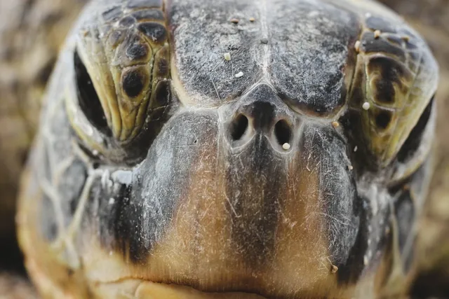 Sustainable Sunnies | Turtle