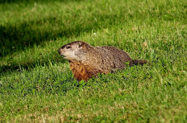 Drinking Cups | Woodchuck