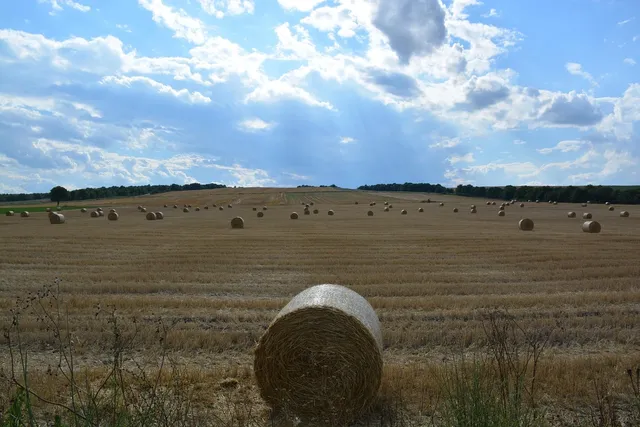 wheat straw dinner set