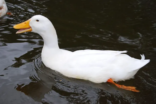 Elvis the Duck | White