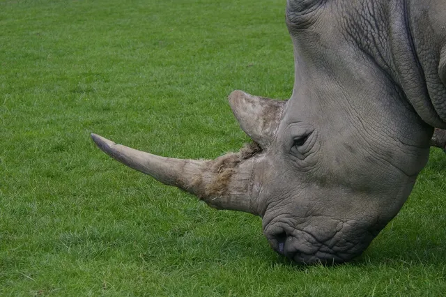RHINO - GREY