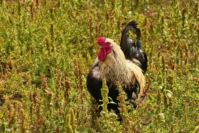 Benedict the Chicken (last one)