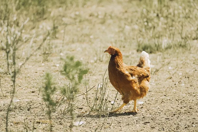 Benedict the Chicken (last one)