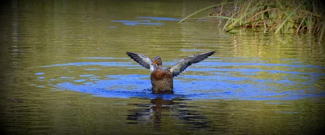Elvis the Duck | mint