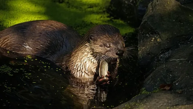 DOLLY BONNET | OTTER