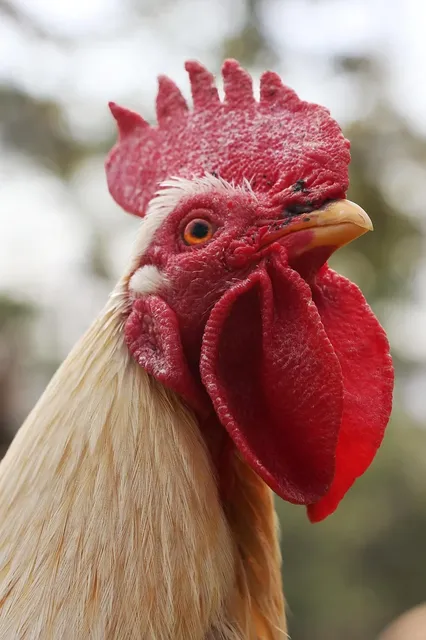 Benedict the Chicken (last one)