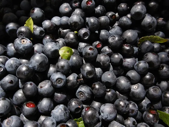 Tweedy Bear | Blueberry (last one)
