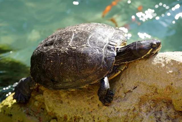 Sustainable Sunnies | Turtle