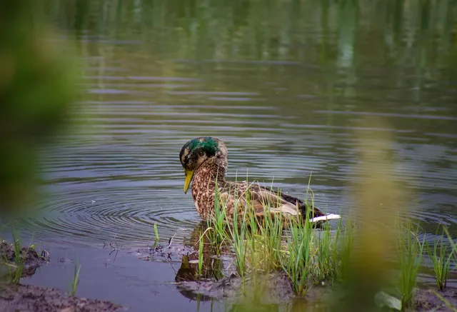 Elvis the Duck | nude