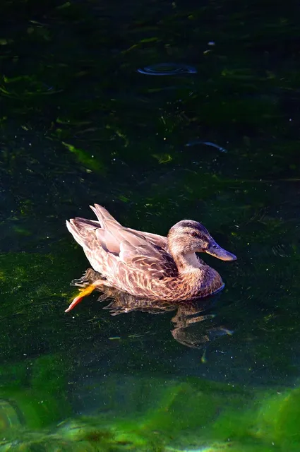 Elvis the Duck | nude