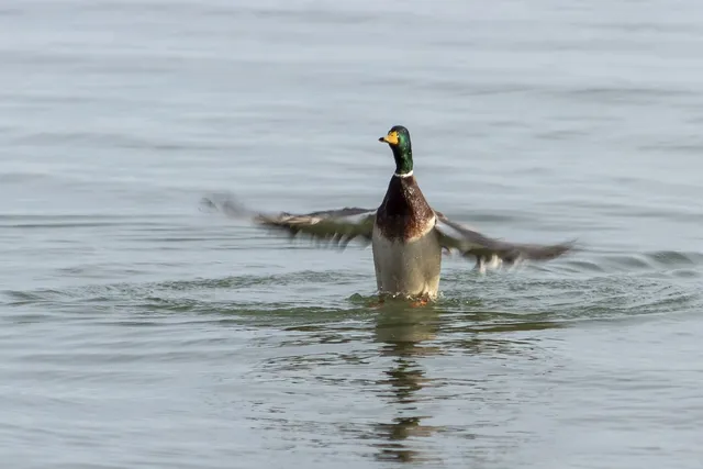 Elvis the Duck | mint