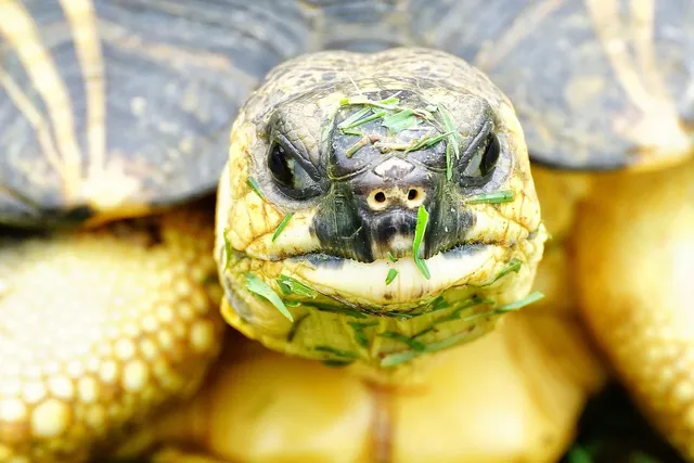 Sustainable Sunnies | Turtle