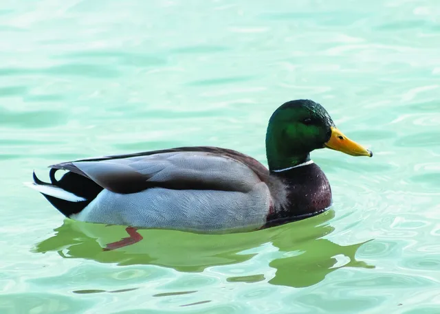 Elvis the Duck | mint
