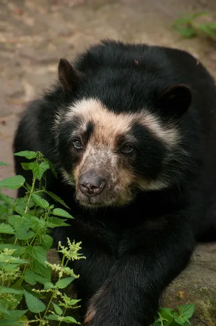 Tweedy Bear | Grenadine (last one)