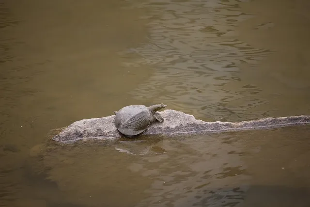 Sustainable Sunnies | Turtle