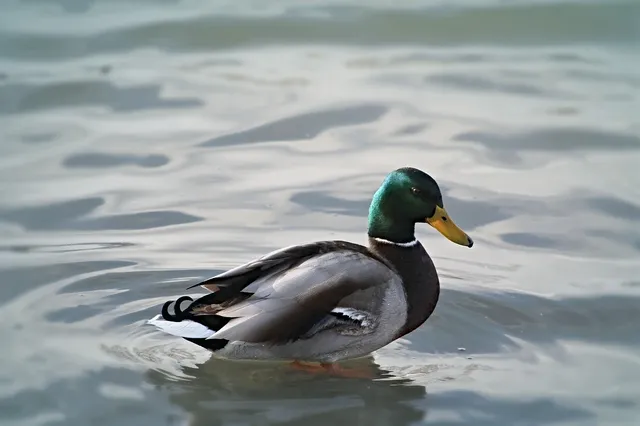 Elvis the Duck | nude