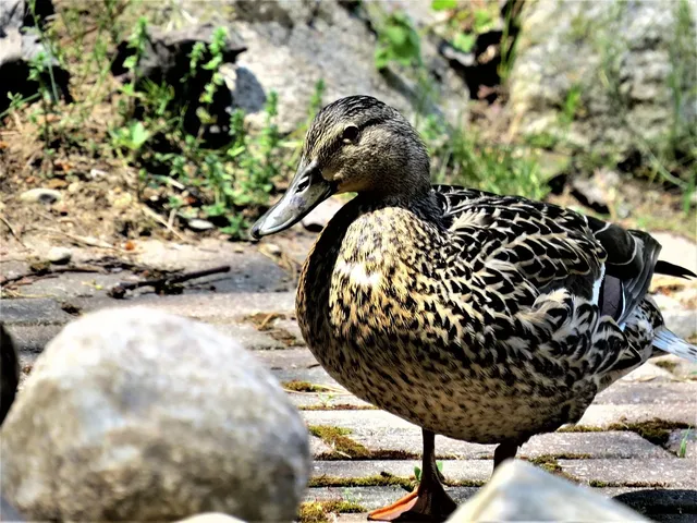 Elvis the Duck | nude
