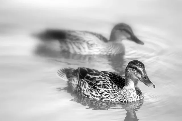 Elvis the Duck | mint